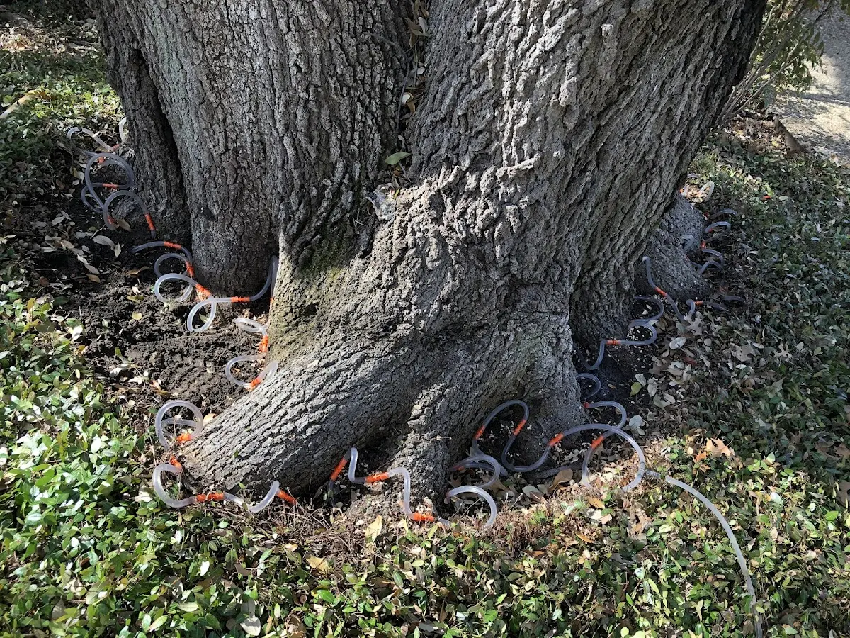 Detailed Tree Cabling and Bracing job site in Altamont