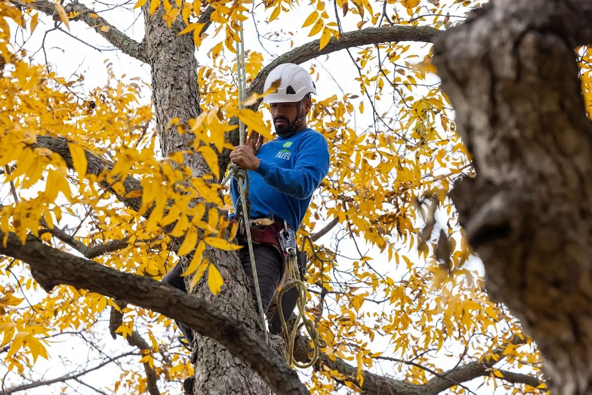 Skilled Tree Transplanting crew working in Altamont